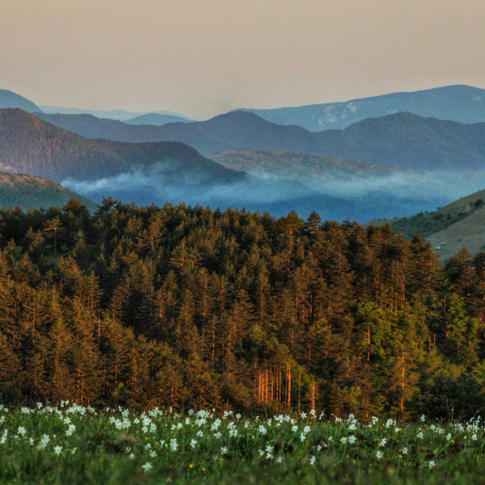 Park Prirode Zlatibor Za Vožnju Kvadova Nudimo šumske Puteve Kako Ne