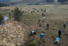 Stamatović pozvao na veliku akciju pošumljavanja na Zlatiboru: „Naše šume su naša briga i odgovornost“